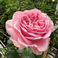 Rebellion Pink Rose