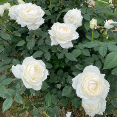 Princess Miyuki Rose