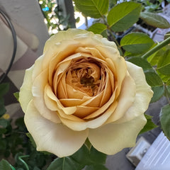 Teddy's Rose