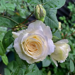Purity Rose