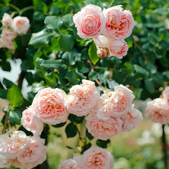 Abraham Darby Rose