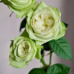 Yagi Green Rose