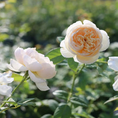 The Shepherdess Rose