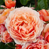 Vibrant peach roses with lush petals - RosesPlant premium garden rose