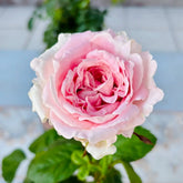 All Four Boughet Rose