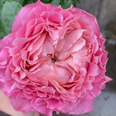 All four cherry blossoms Rose