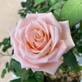 Almond Milk Candy Rose