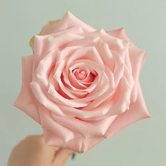 Almond Milk Candy Rose