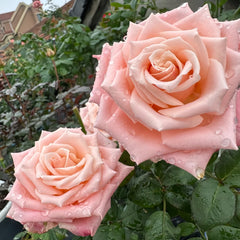 Almond Milk Candy Rose