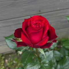 Amada Rose
