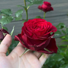 Amada Rose