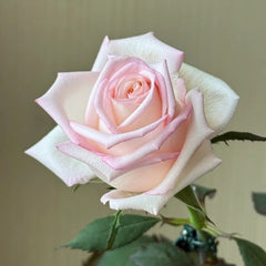 Amarena Rose