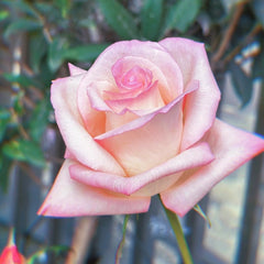 Amarena Rose