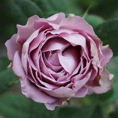 Amethyst Rose