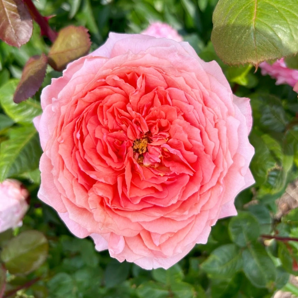 Amour de Molene Rose