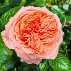 Amour de Molene Rose