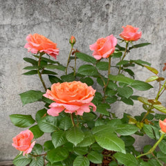 Amour de Molene Rose