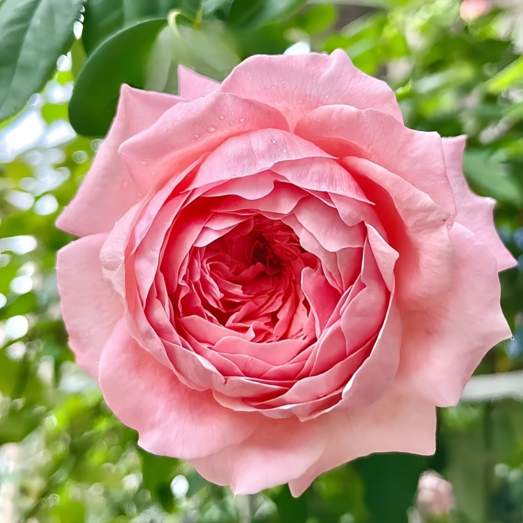 Anne-Sophie Pic Rose