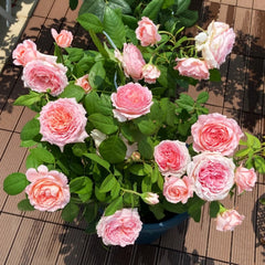 Anne-Sophie Pic Rose