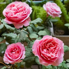 Anne-Sophie Pic Rose