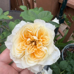 Antonia Garden Rose