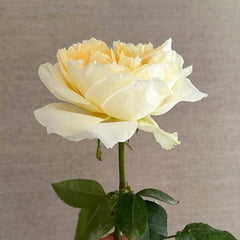 Antonia Garden Rose