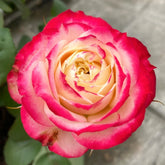 Premium Apple Jack rose with pink-red outer petals and creamy center, surrounded by green foliage