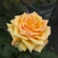 Apricot Queen Rose