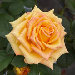 Apricot Queen Rose
