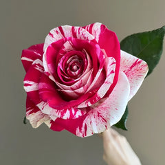 Aquarius Rose