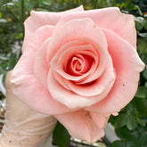 Believe in Pink Rose