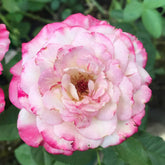 Bella Linda Fairy Rose