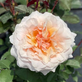 Ben Weatherstaff Rose