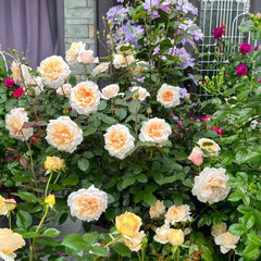 Ben Weatherstaff Rose