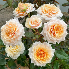 Ben Weatherstaff Rose