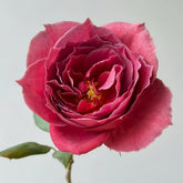 Black Tea Rose