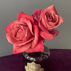 Black Tea Rose