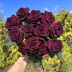 Black Baccara Rose