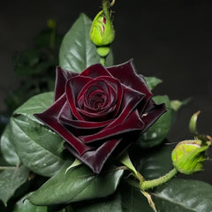 Black Baccara Rose