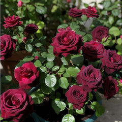 Black Baccara Rose