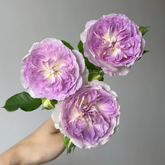 Blue Moon Stone Rose