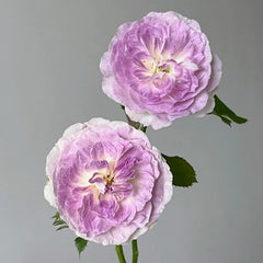 Blue Moon Stone Rose