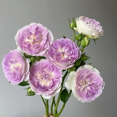 Blue Moon Stone Rose