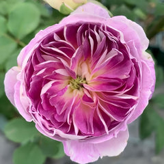 Blue Moon Stone Rose