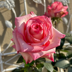 BouLevard Rose