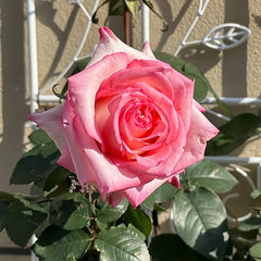 BouLevard Rose