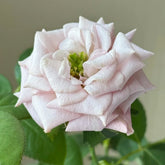 Bounty Way Rose