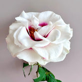 Brideside Rose