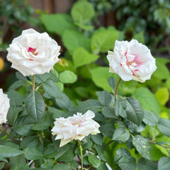 Brideside Rose