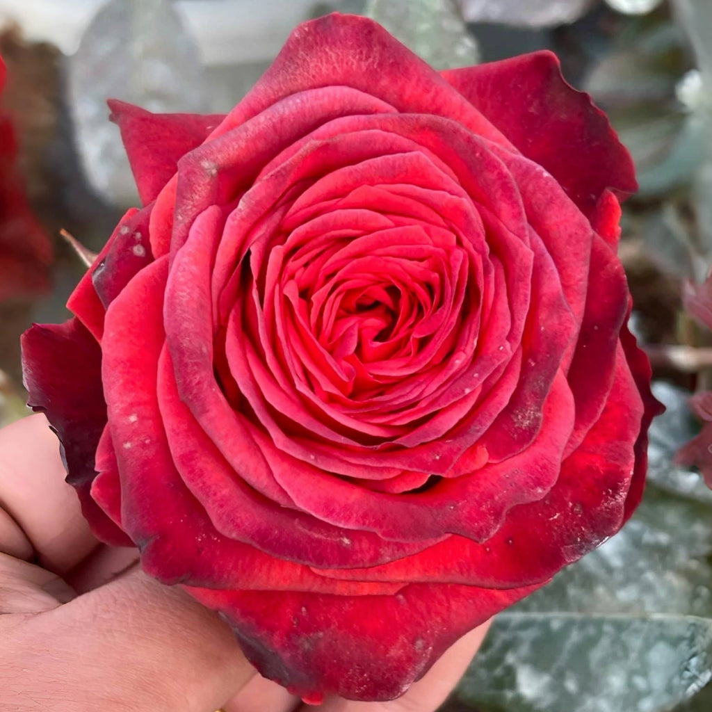 Bromo Rose
